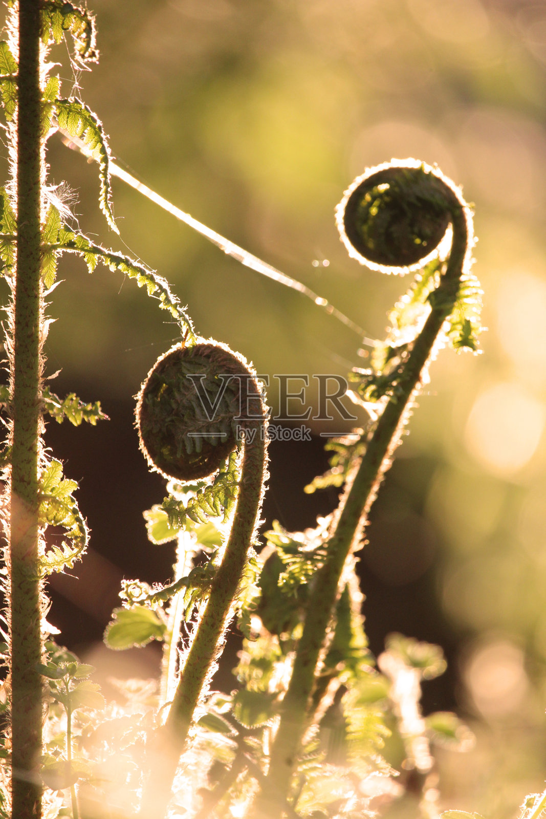 春天新绽开的欧洲蕨叶。照片摄影图片