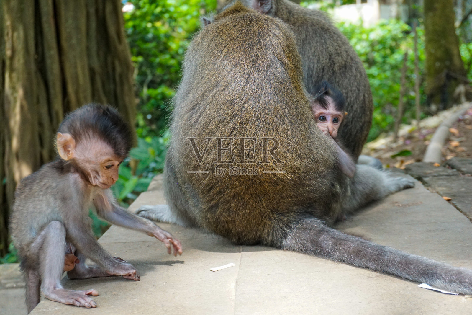 可爱的小猕猴宝宝照片摄影图片