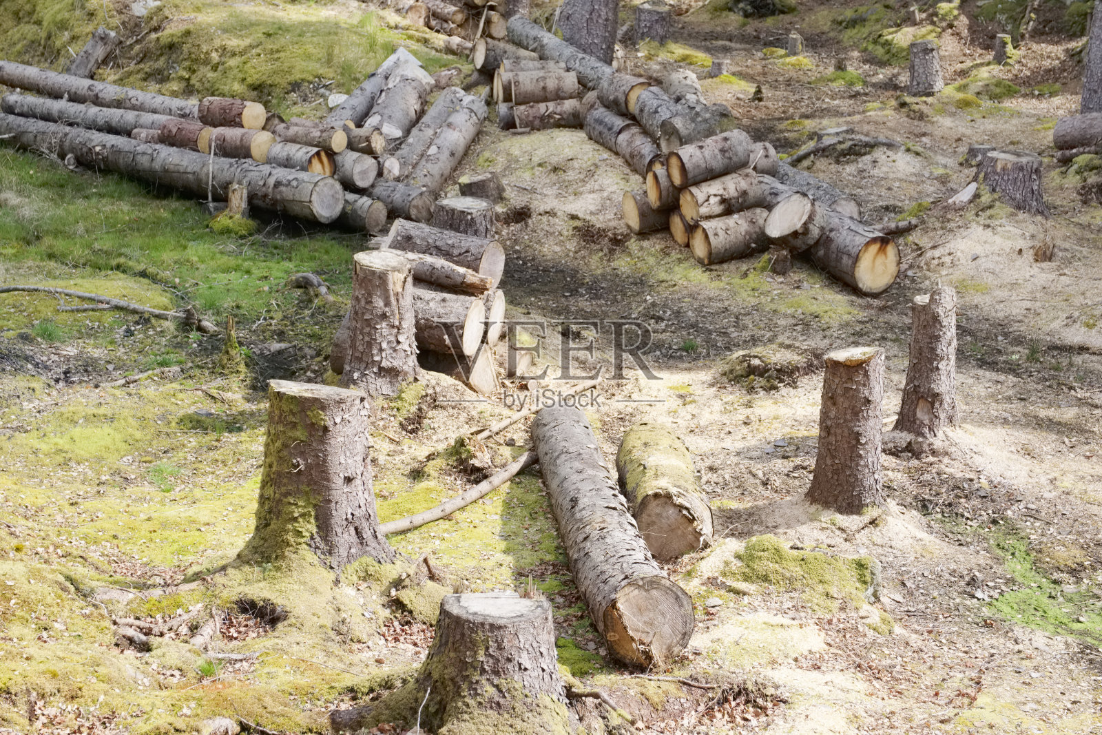 砍伐的原木用于家庭壁炉，储存在森林林木绿色生物质能照片摄影图片