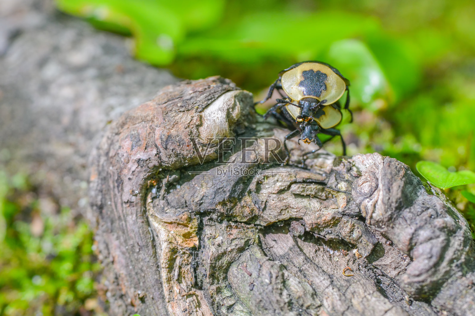 在密歇根州上半岛的豪猪山荒野州立公园，美国腐尸甲虫在森林地面上的树根上交配的特写——树皮和绿色的模糊的bokeh照片摄影图片