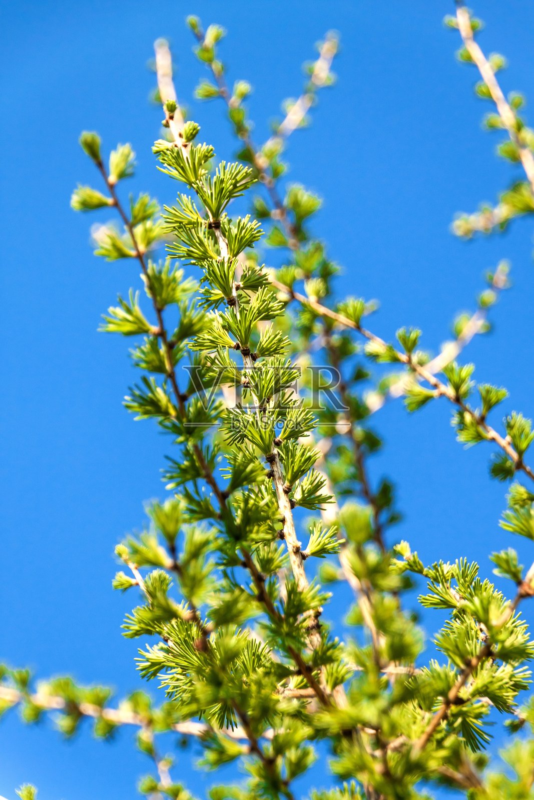 一种落叶松的亮绿色毛茸茸的树枝。在春天落叶松。照片摄影图片