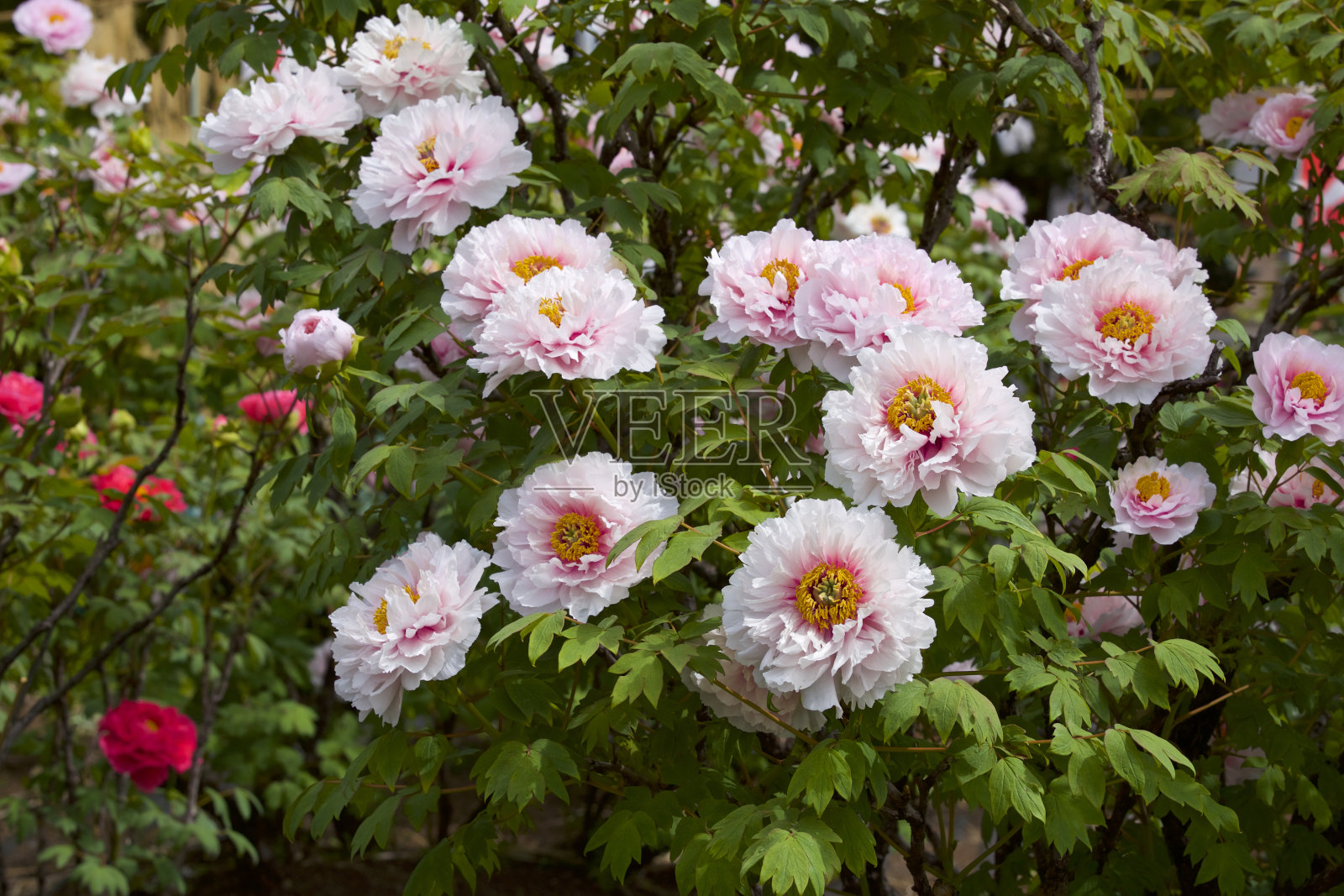 美丽的牡丹在花园里照片摄影图片