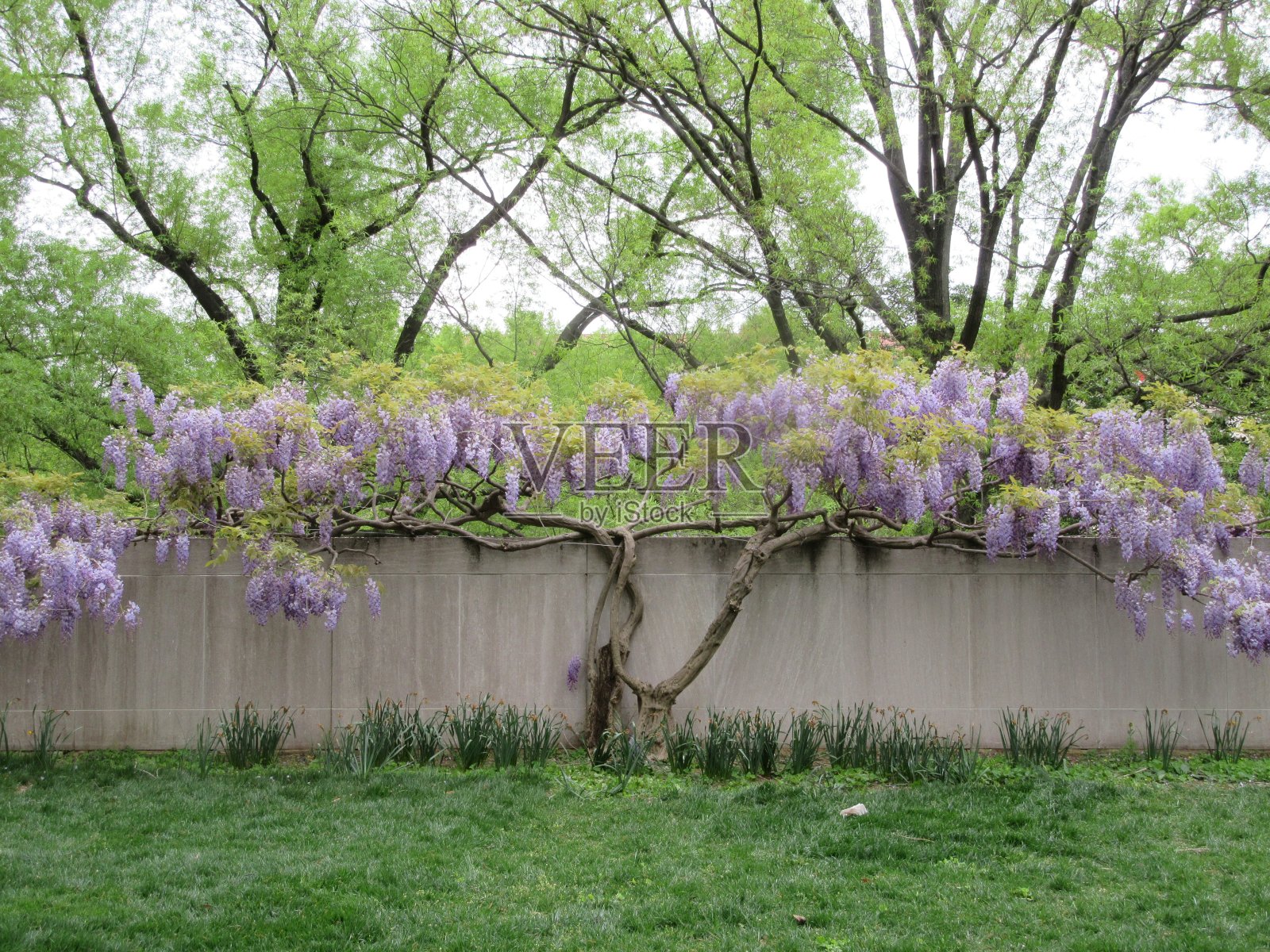 华盛顿特区的春紫藤照片摄影图片
