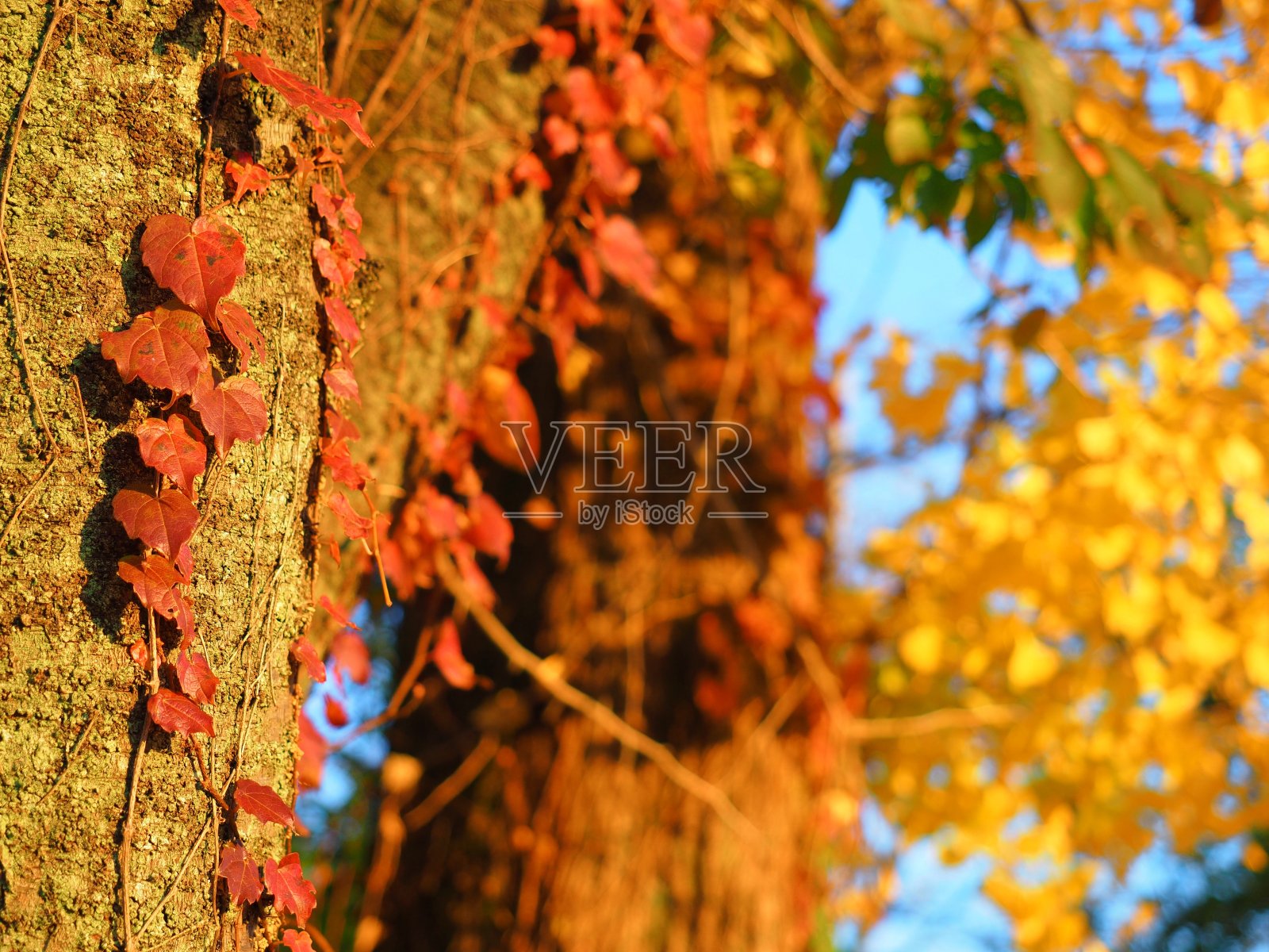 红色，黄色和绿色的秋天的叶子照片摄影图片