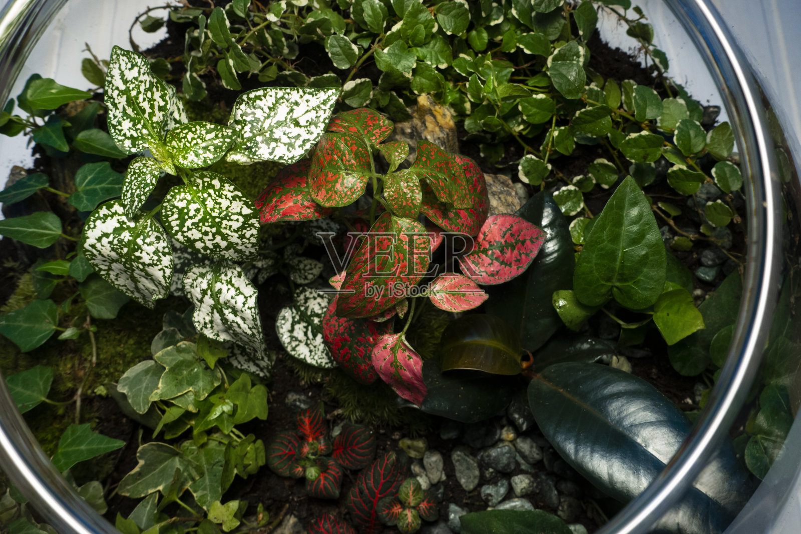 玻璃瓶中的小型装饰植物/花园生态瓶/罐中的森林照片摄影图片