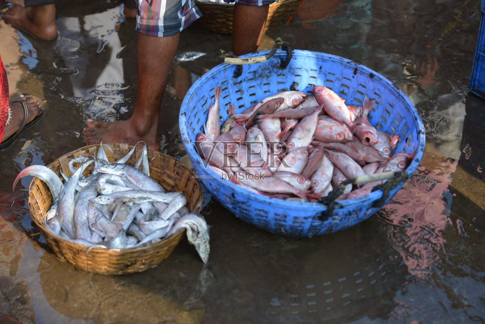 在马哈拉施特拉邦的拉特纳吉里，达波里的码头出售的第一批捕获物照片摄影图片