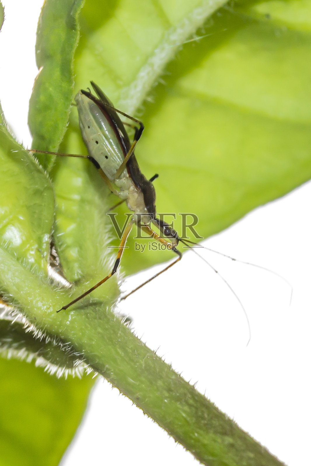 绿叶上的臭虫杀手(猎蝽/Zelus sp.)照片摄影图片