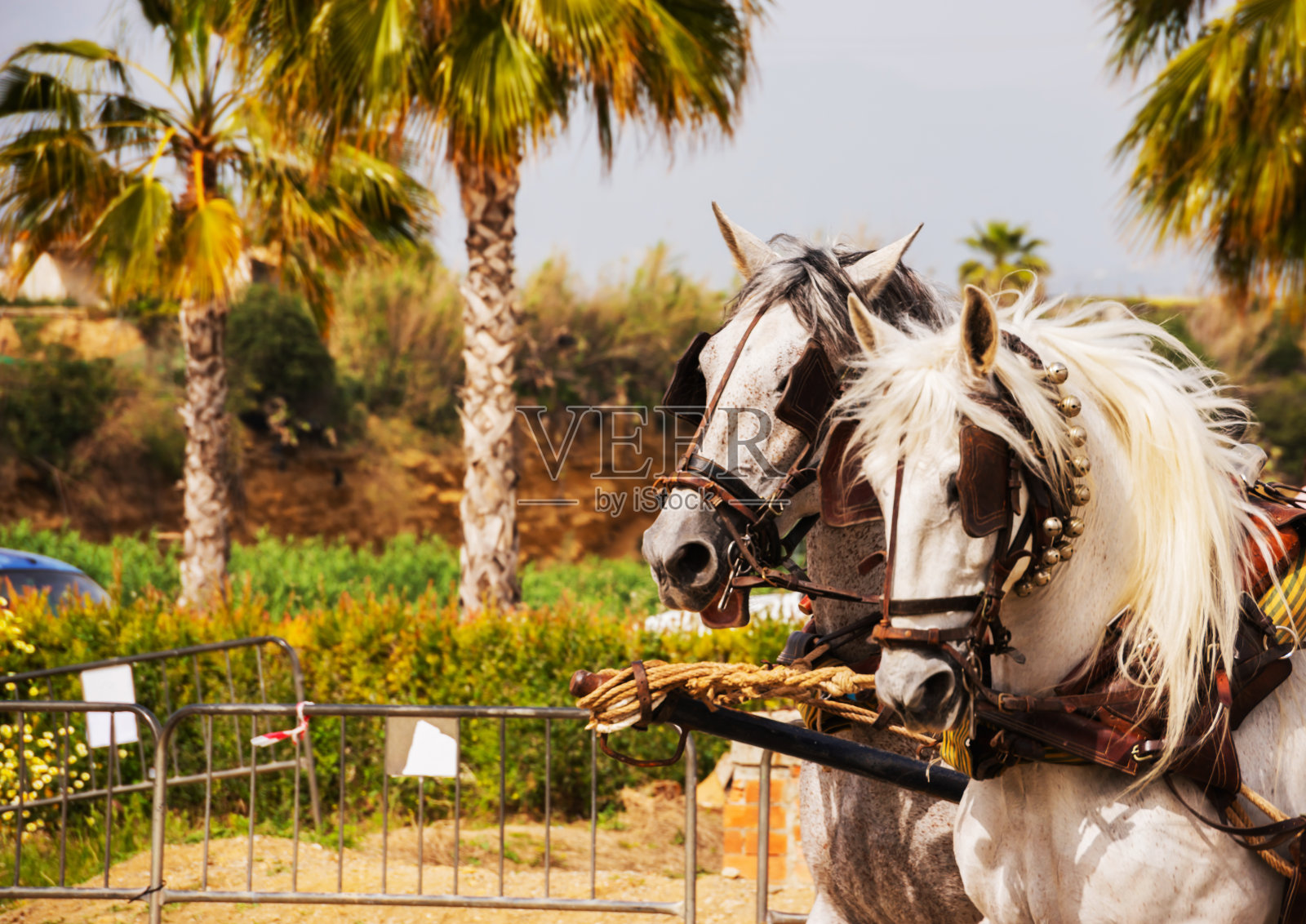 在骑马表演期间在马具上的特写照片摄影图片