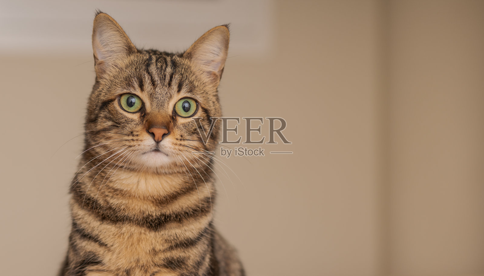 美丽的短毛猫照片摄影图片