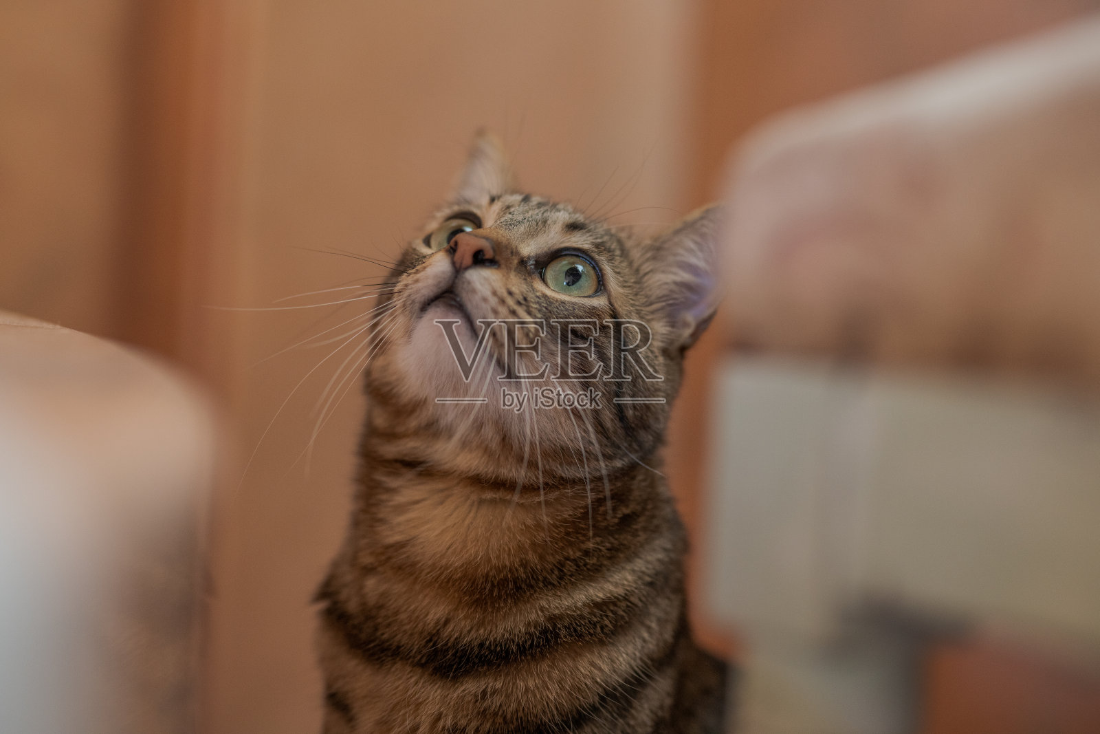 美丽的短毛猫照片摄影图片