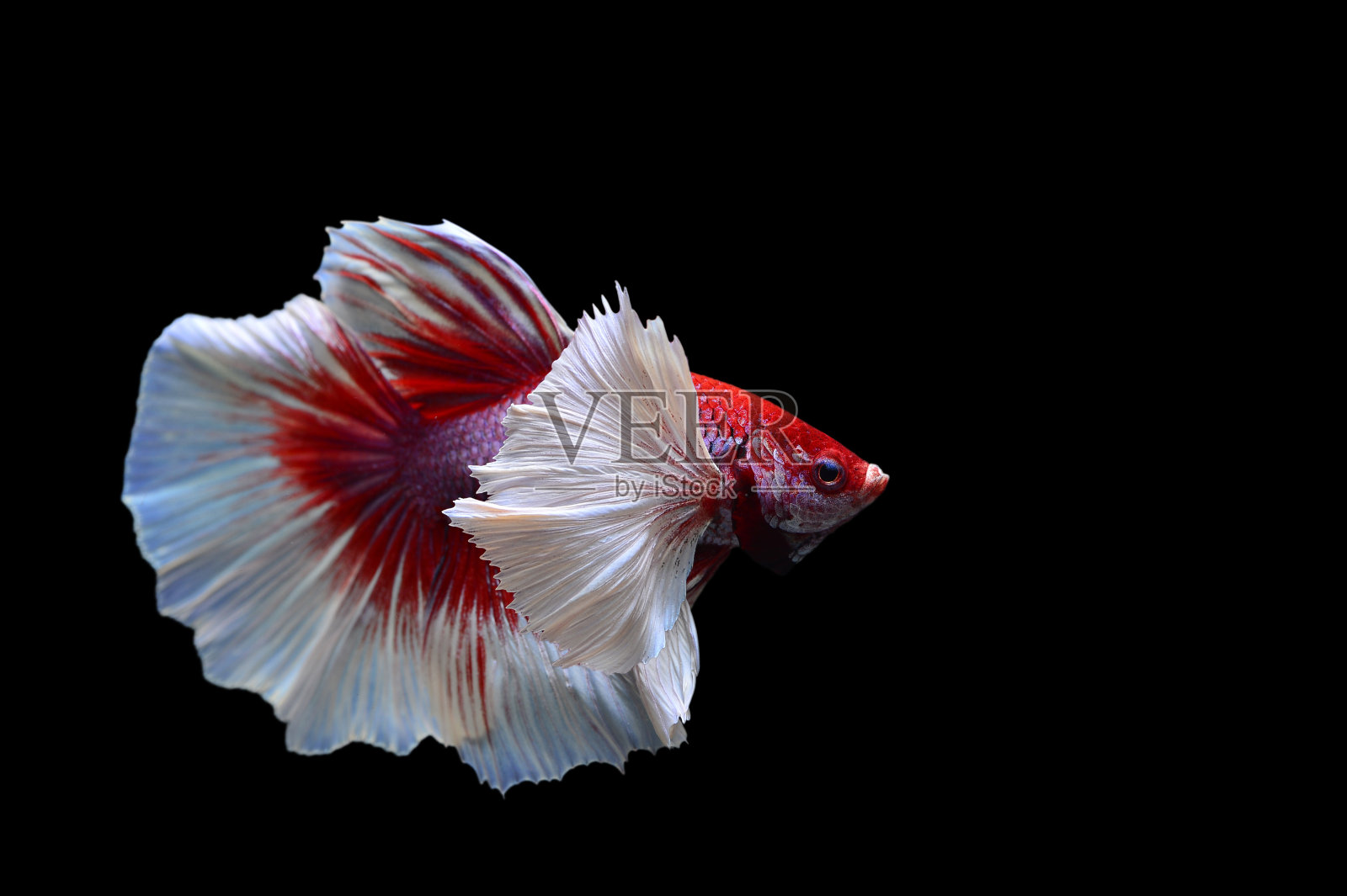 捕捉暹罗战斗鱼的移动时刻，斗鱼孤立在黑色背景，金色大耳朵-股票图像照片摄影图片