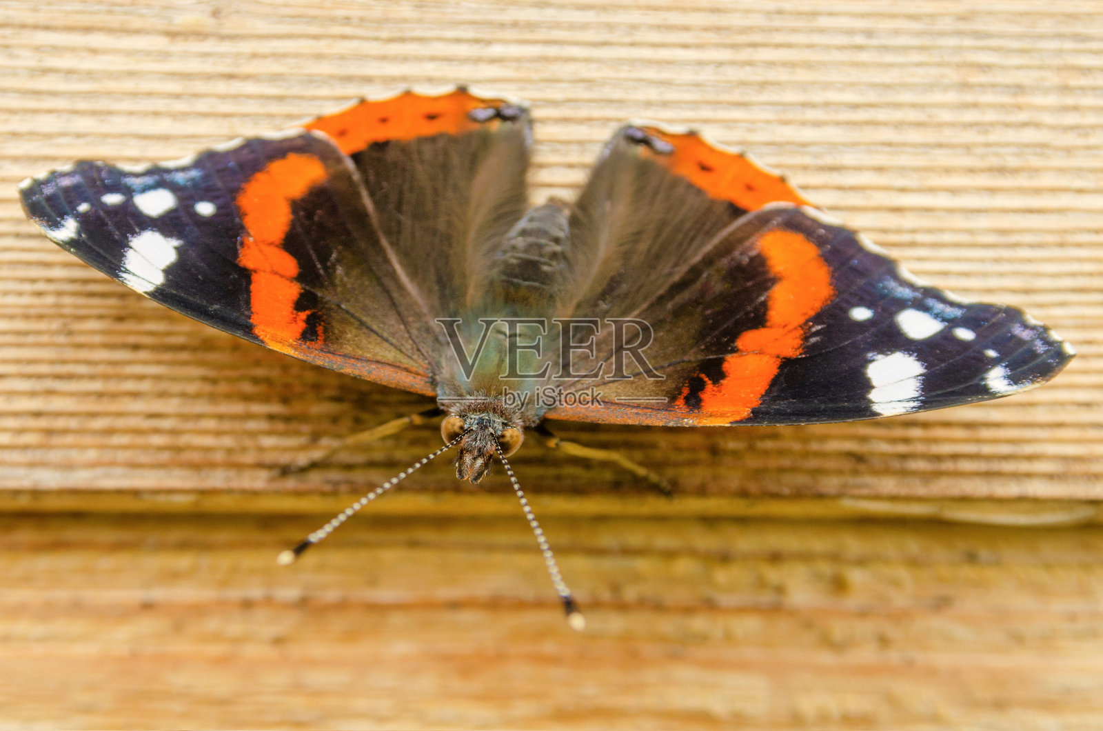 上将蝴蝶木制特写照片摄影图片