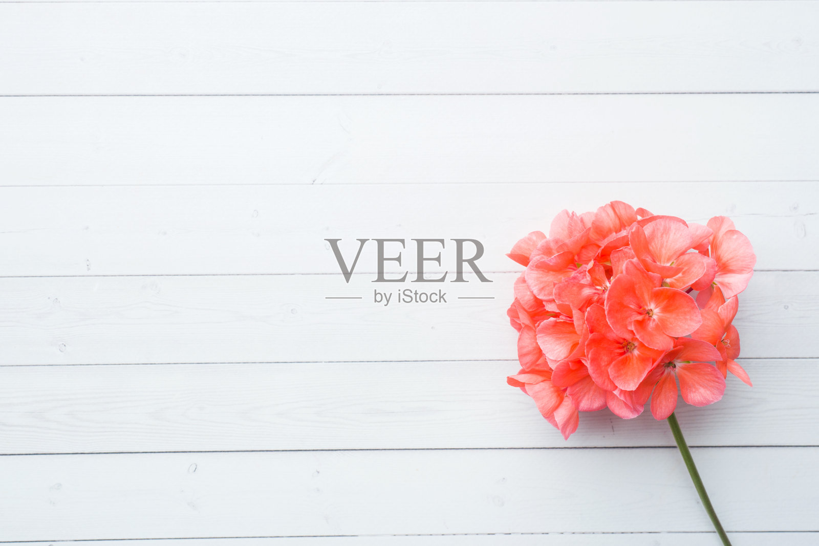 天竺葵，花园天竺葵，玫瑰天竺葵花在白色木质背景与复制空间。有选择性的重点照片摄影图片