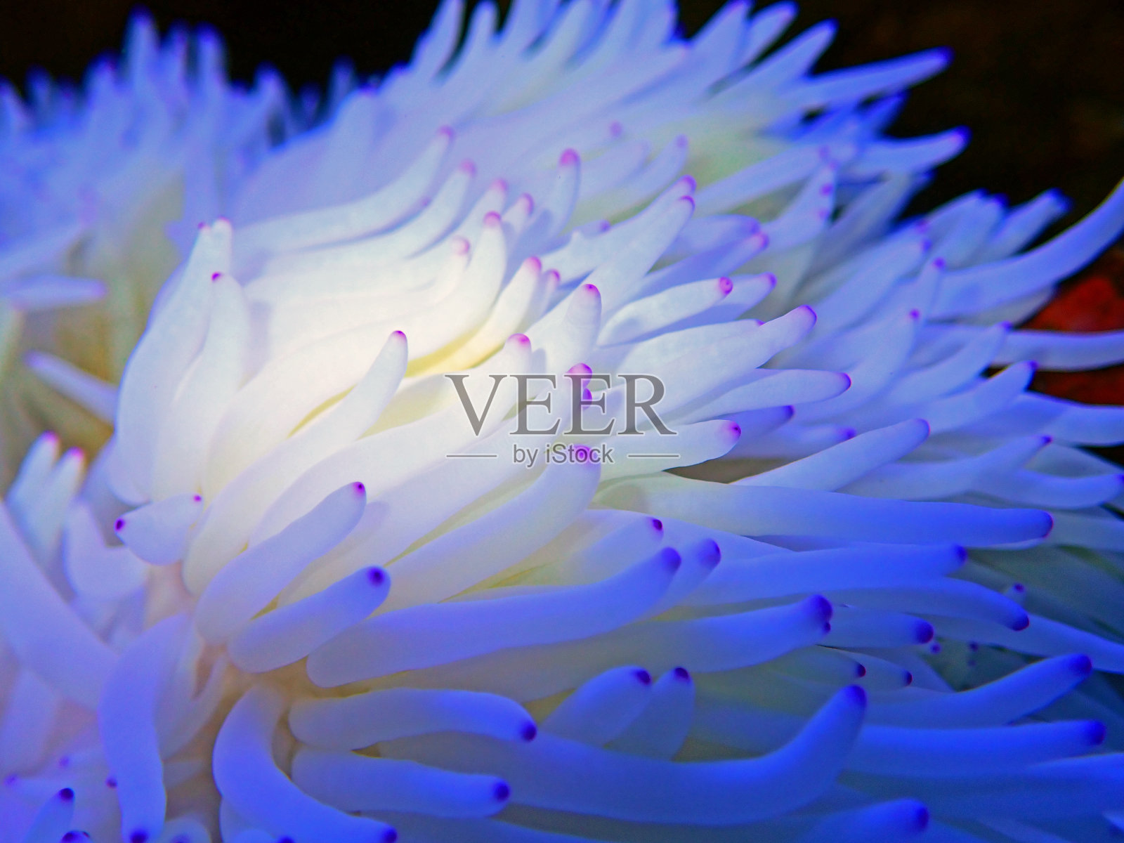 白塞贝海葵 - （异种星脆）照片摄影图片