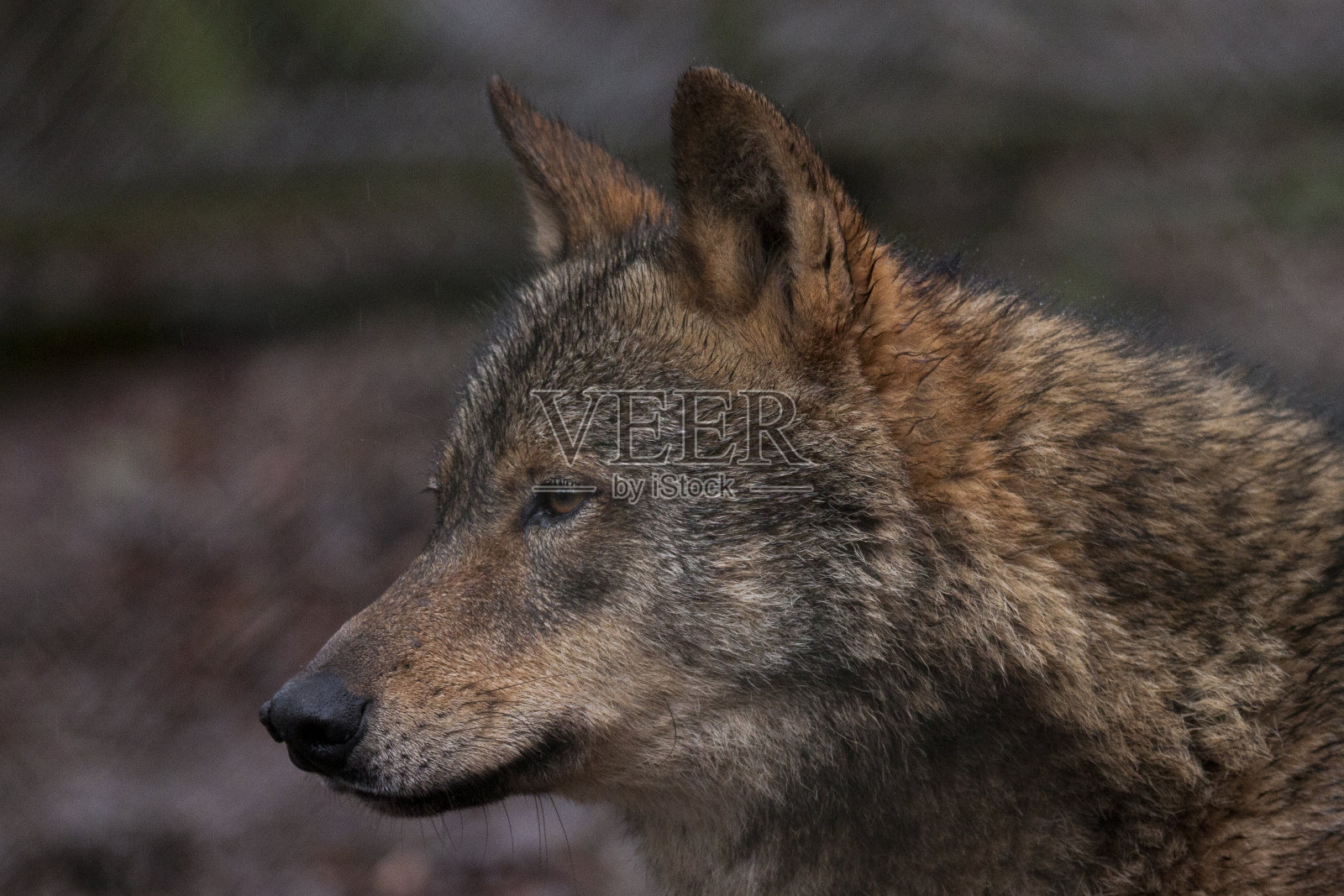 伊比利亚狼照片摄影图片