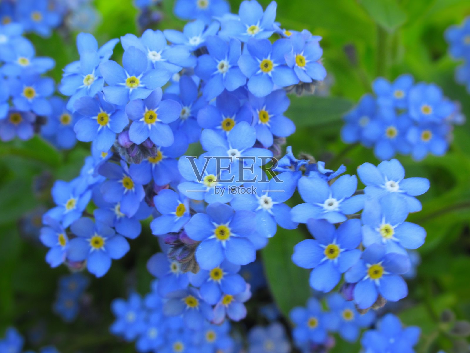 华丽的特写浅蓝色勿忘我花盛开在温哥华公园花园2019年春天照片摄影图片