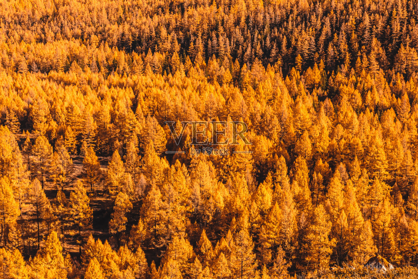 明亮的黄色落叶松。阿尔泰金秋的气氛。四季变换，森林在九月。照片摄影图片