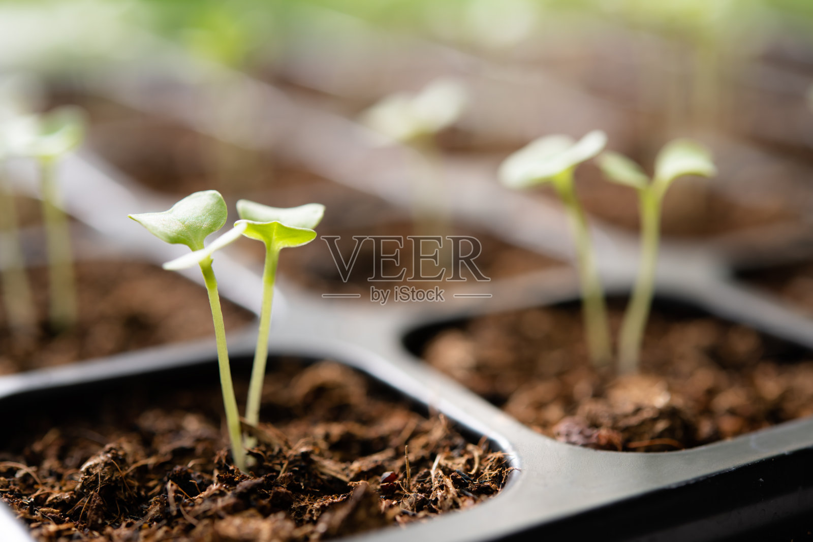 在花园苗木盘中生长的幼苗照片摄影图片
