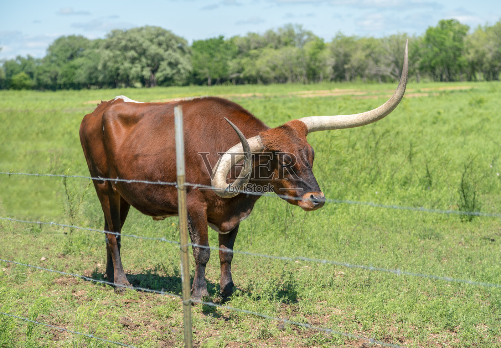 棕色长角牛站在铁丝网围栏附近照片摄影图片