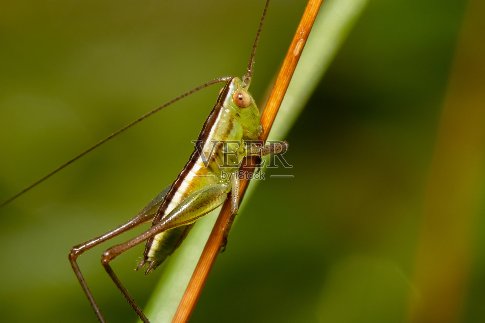 绿色蚱蜢标题在一边的一个橙色棍棒全视图拍摄与天线指向两个不同的侧面照片摄影图片