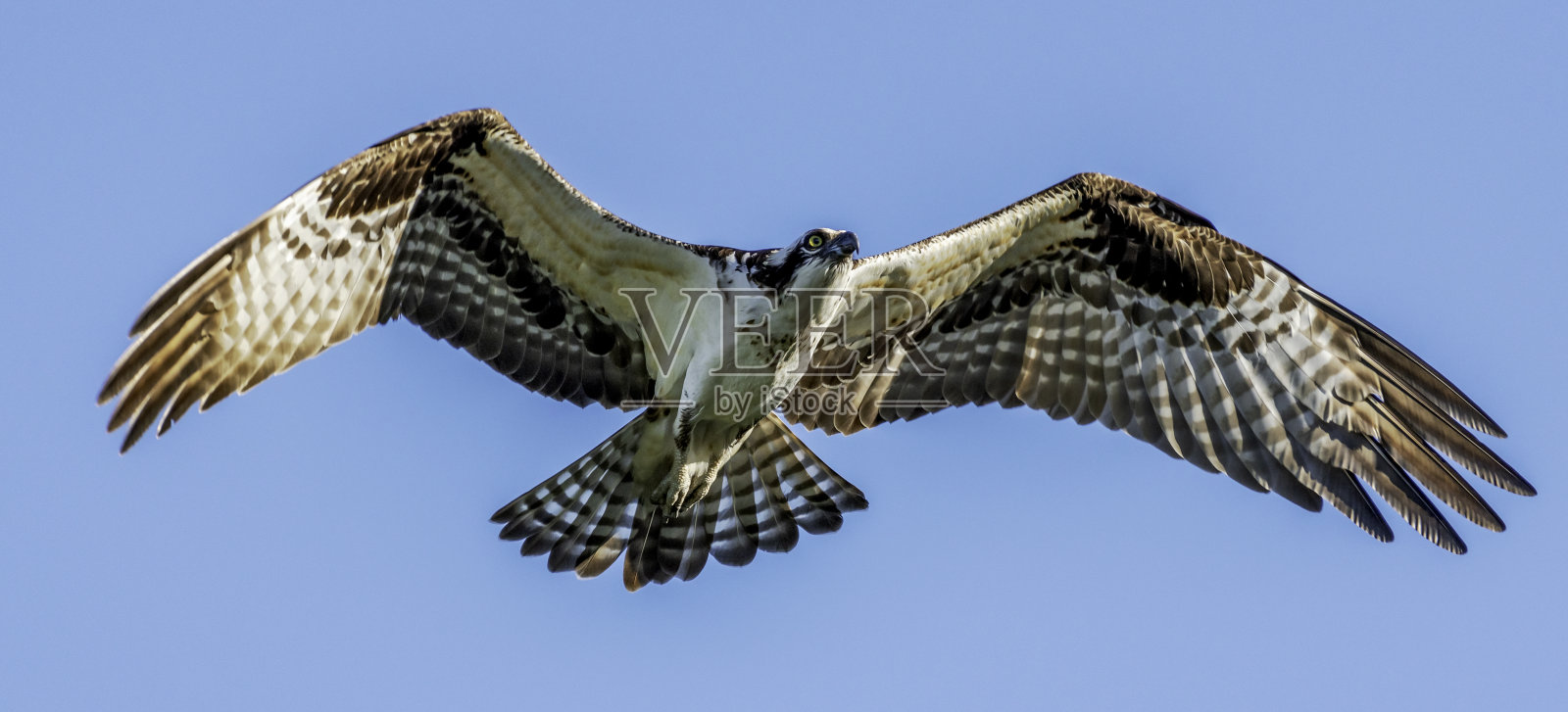 美丽的鱼鹰照片摄影图片