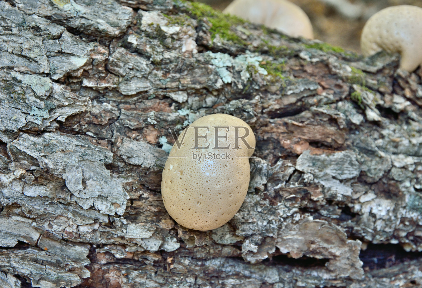 桦褐孔菌 1照片摄影图片