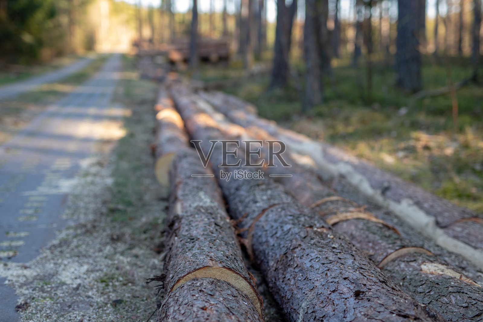 木堆森林地区混凝土路旁的一堆木头采伐木材时进行的工程。春天的季节。照片摄影图片