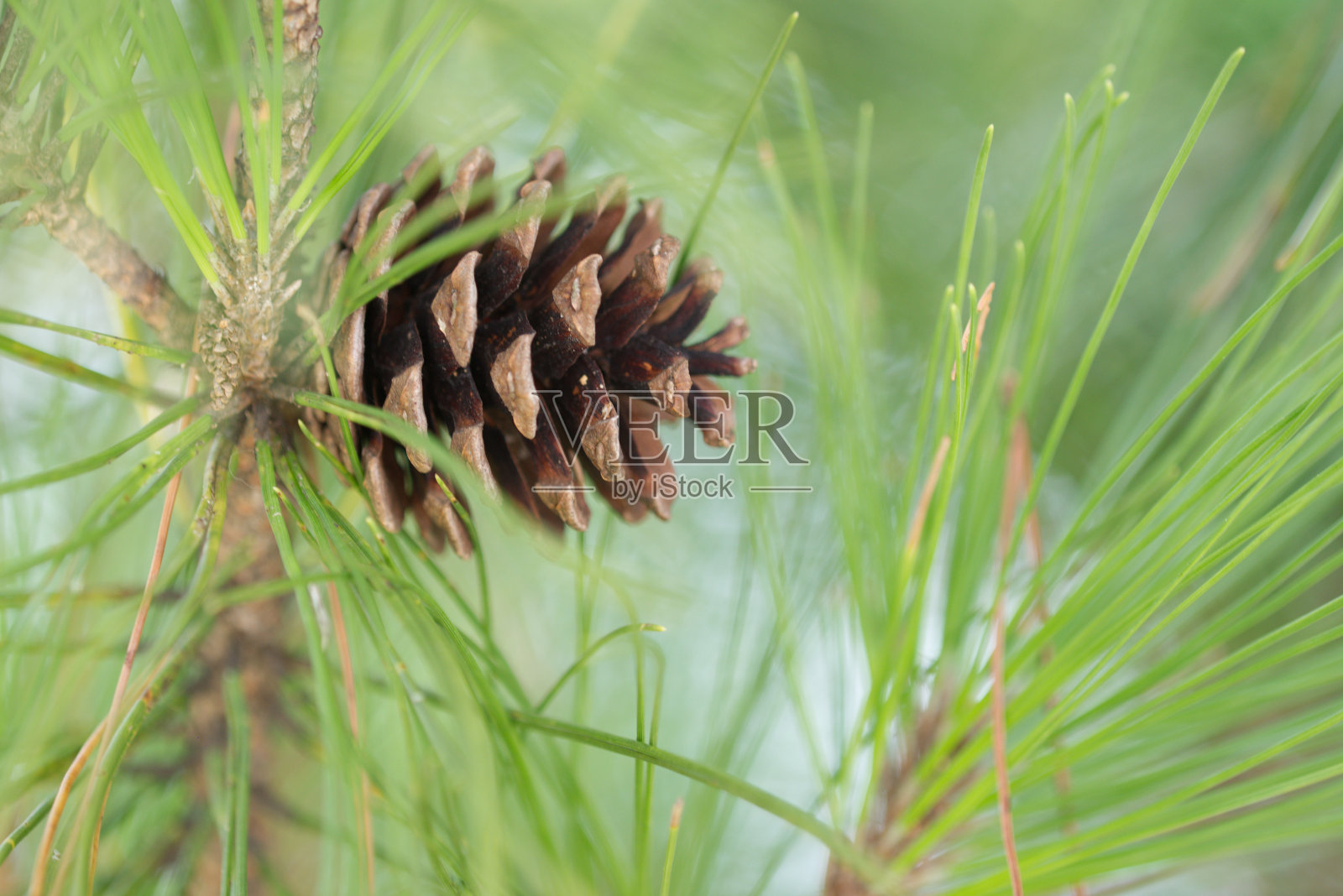 枝上松果照片摄影图片