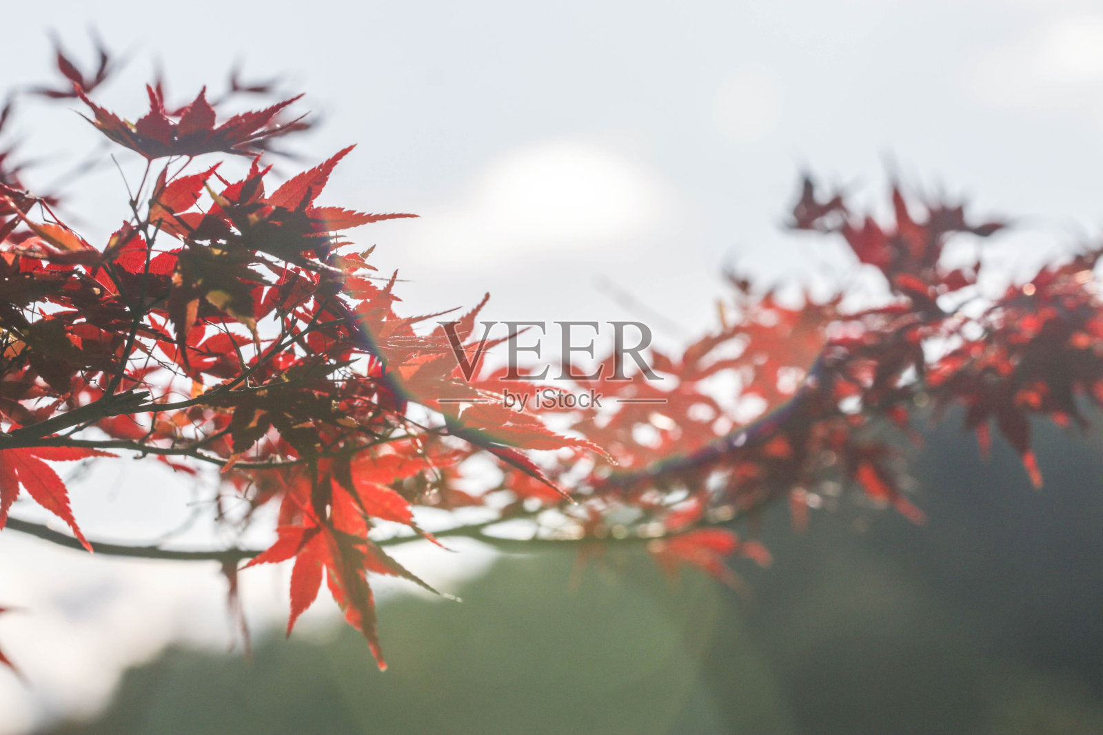 日本秋天的红色枫叶照片摄影图片