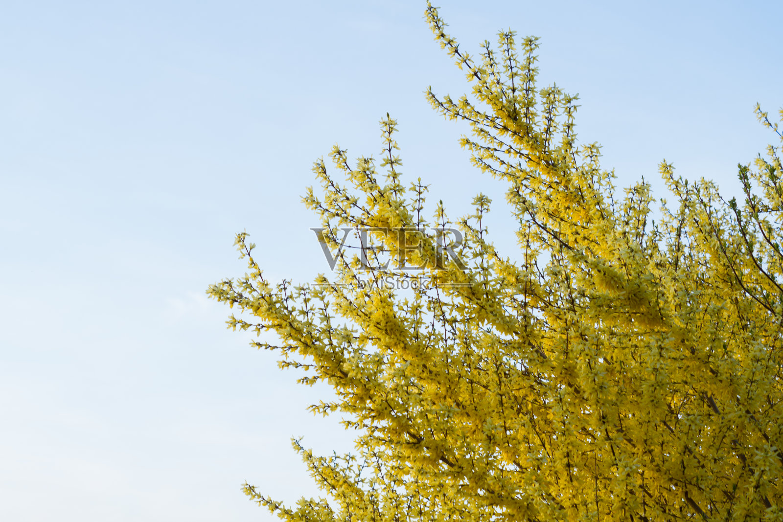 黄色灌木开花照片摄影图片