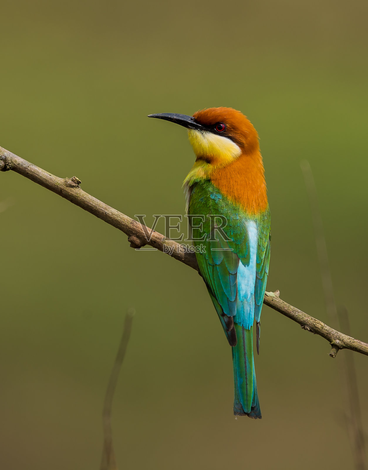 在树枝上的栗头食蜂鸟。照片摄影图片