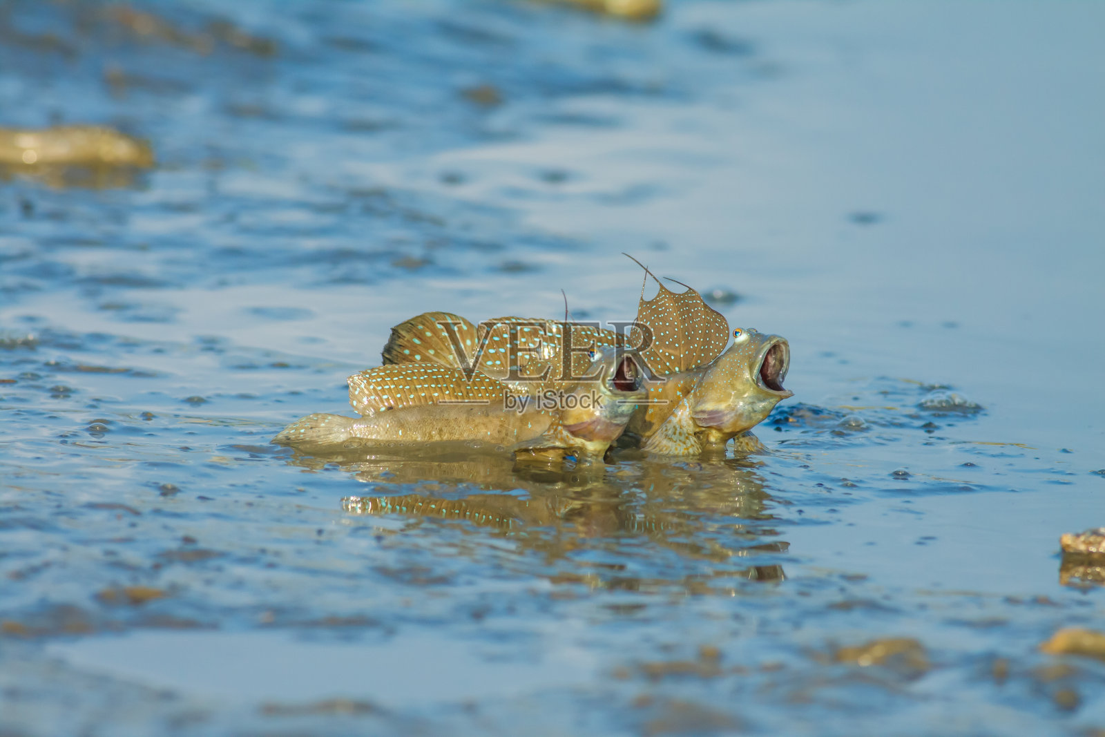 弹涂鱼照片摄影图片