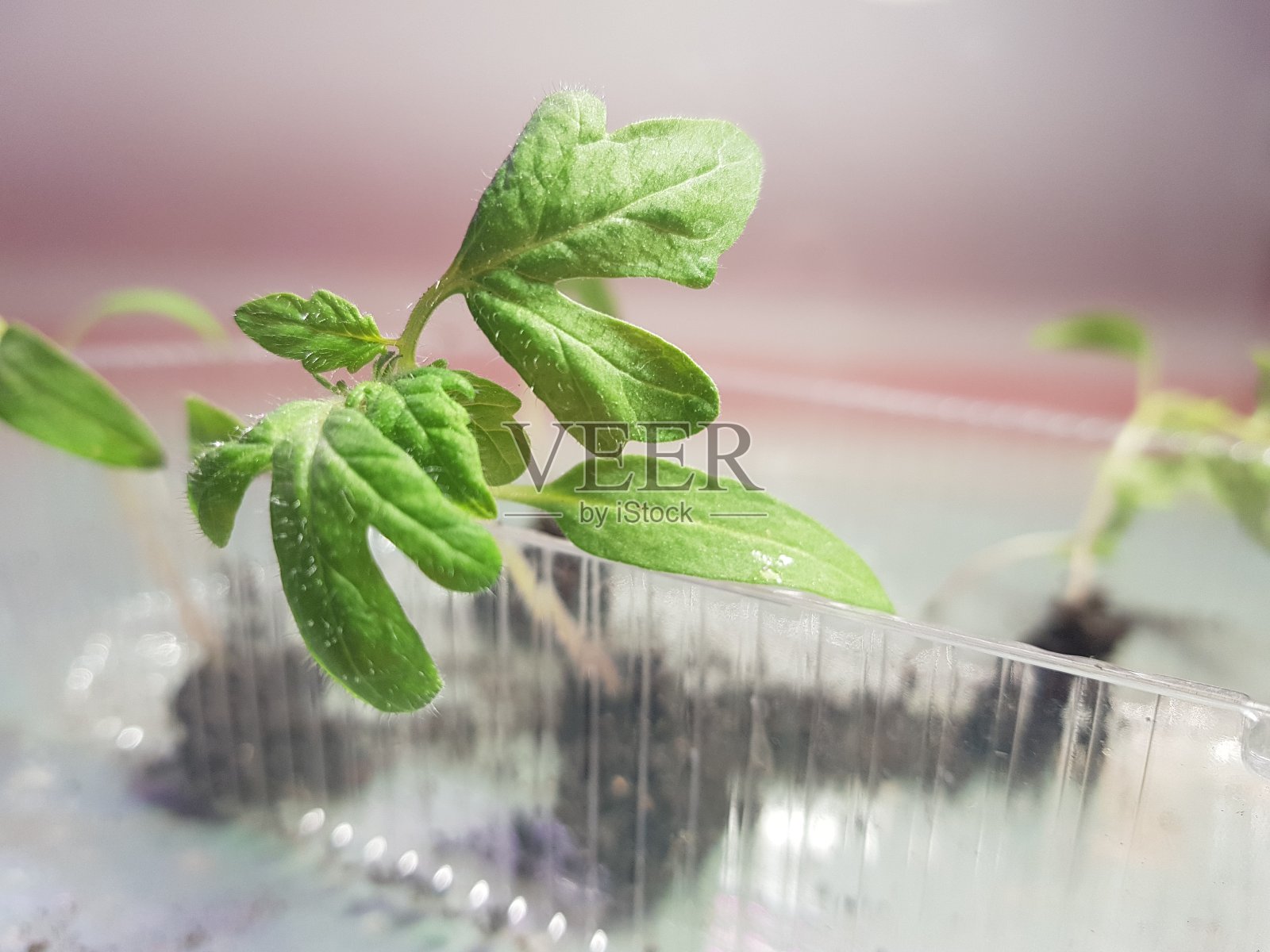 秧苗-非常漂亮的西红柿秧苗或西红柿在托盘或托盘为幼苗照片摄影图片