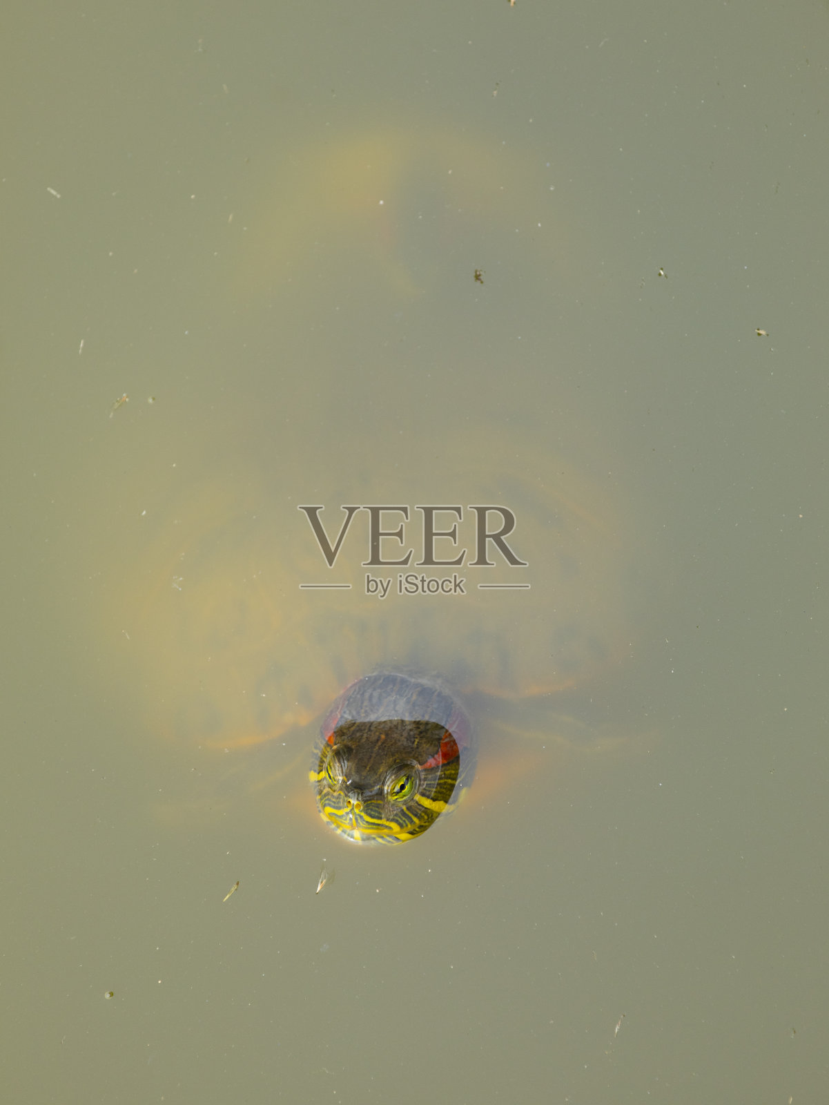 LB滑块-(沙眼)照片摄影图片