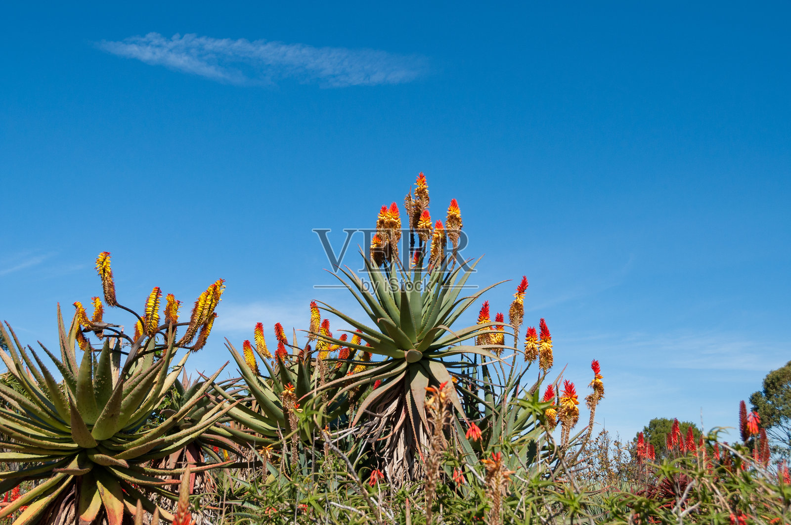 开花野生芦荟植物在晴天照片摄影图片