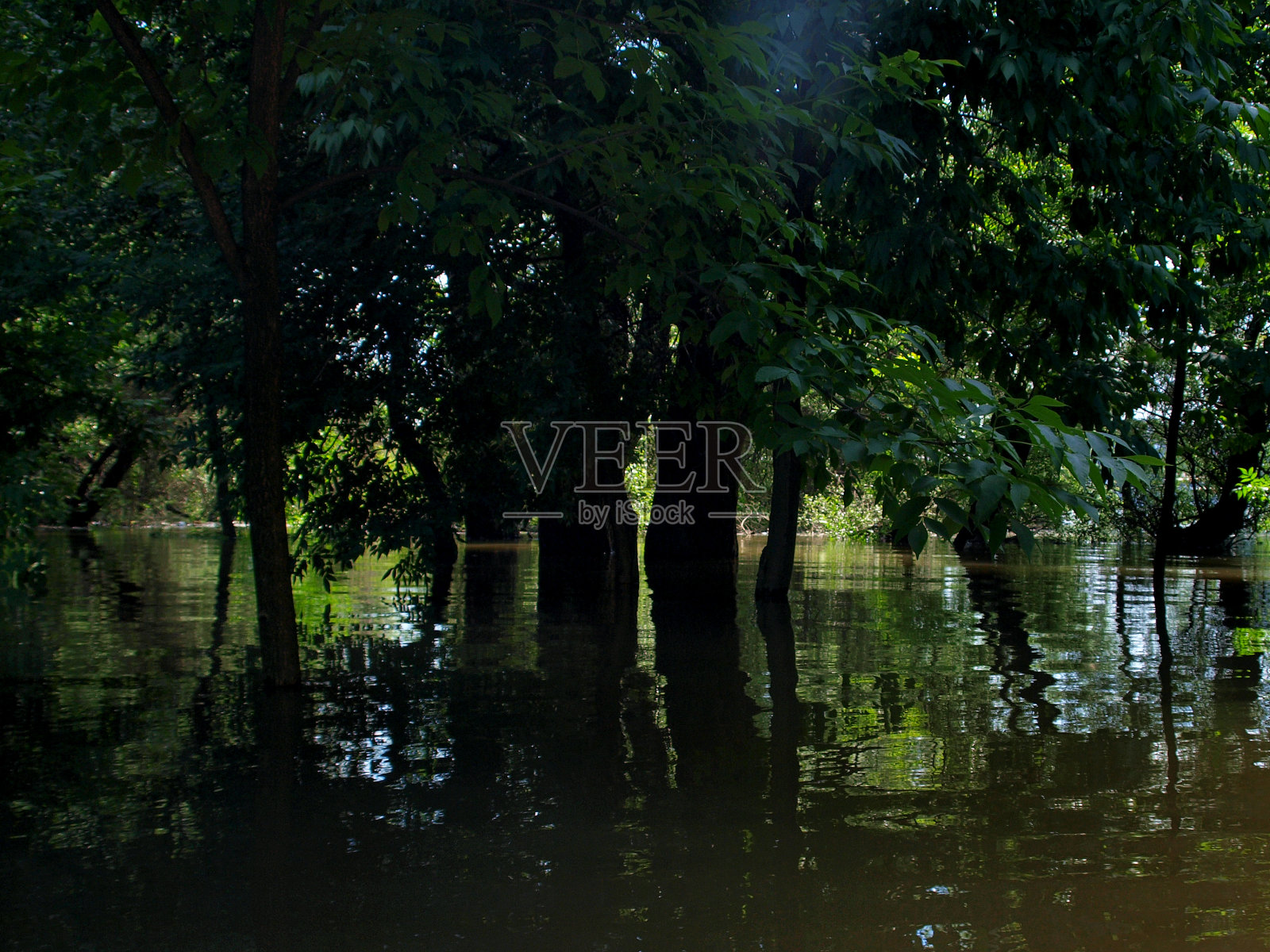 绿色的森林在水中照片摄影图片