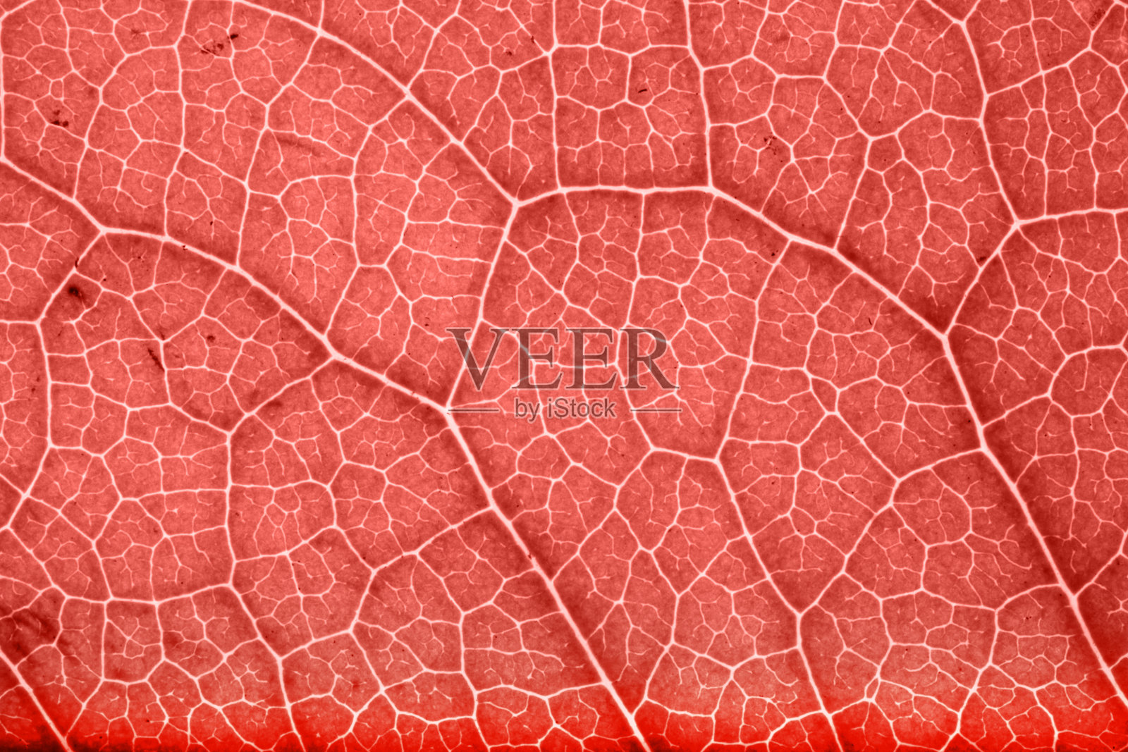 背光的花照片摄影图片