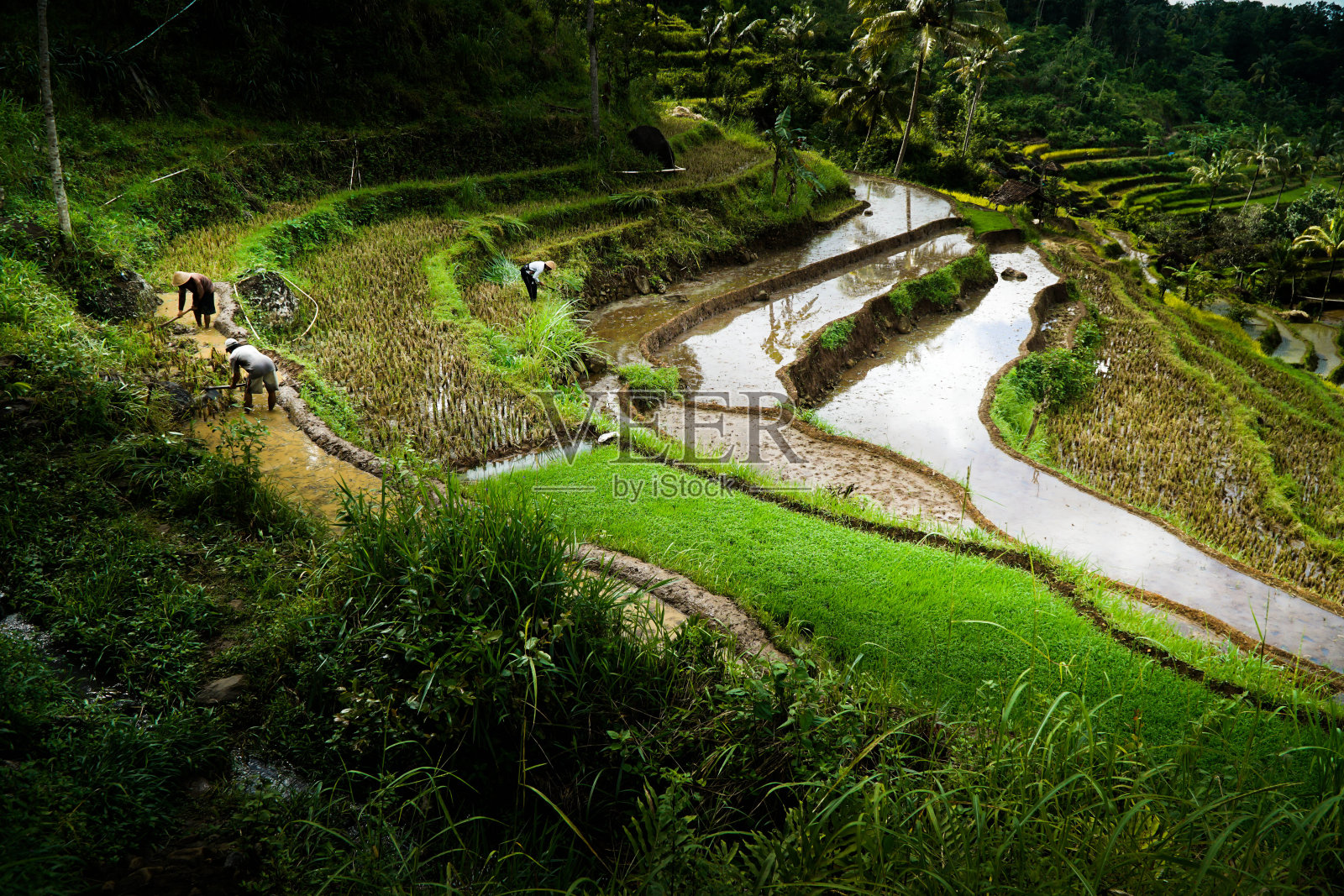 空中稻田，巴厘岛的梯田照片摄影图片