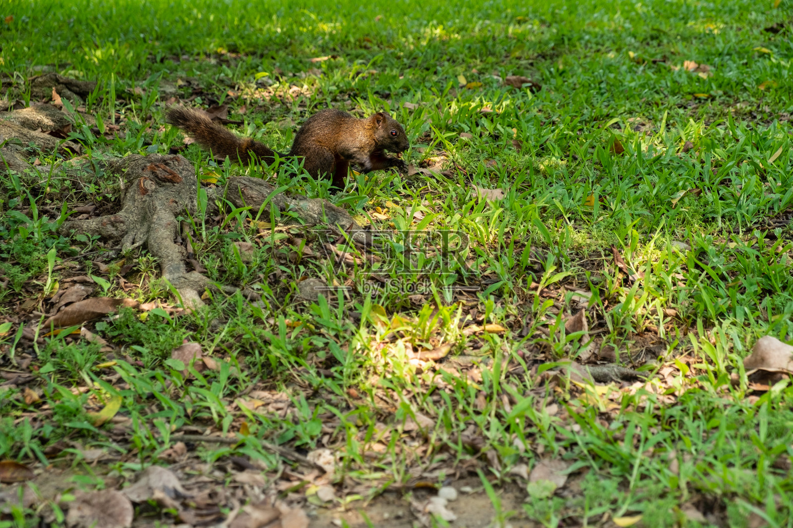 松鼠在公园里找食物。照片摄影图片