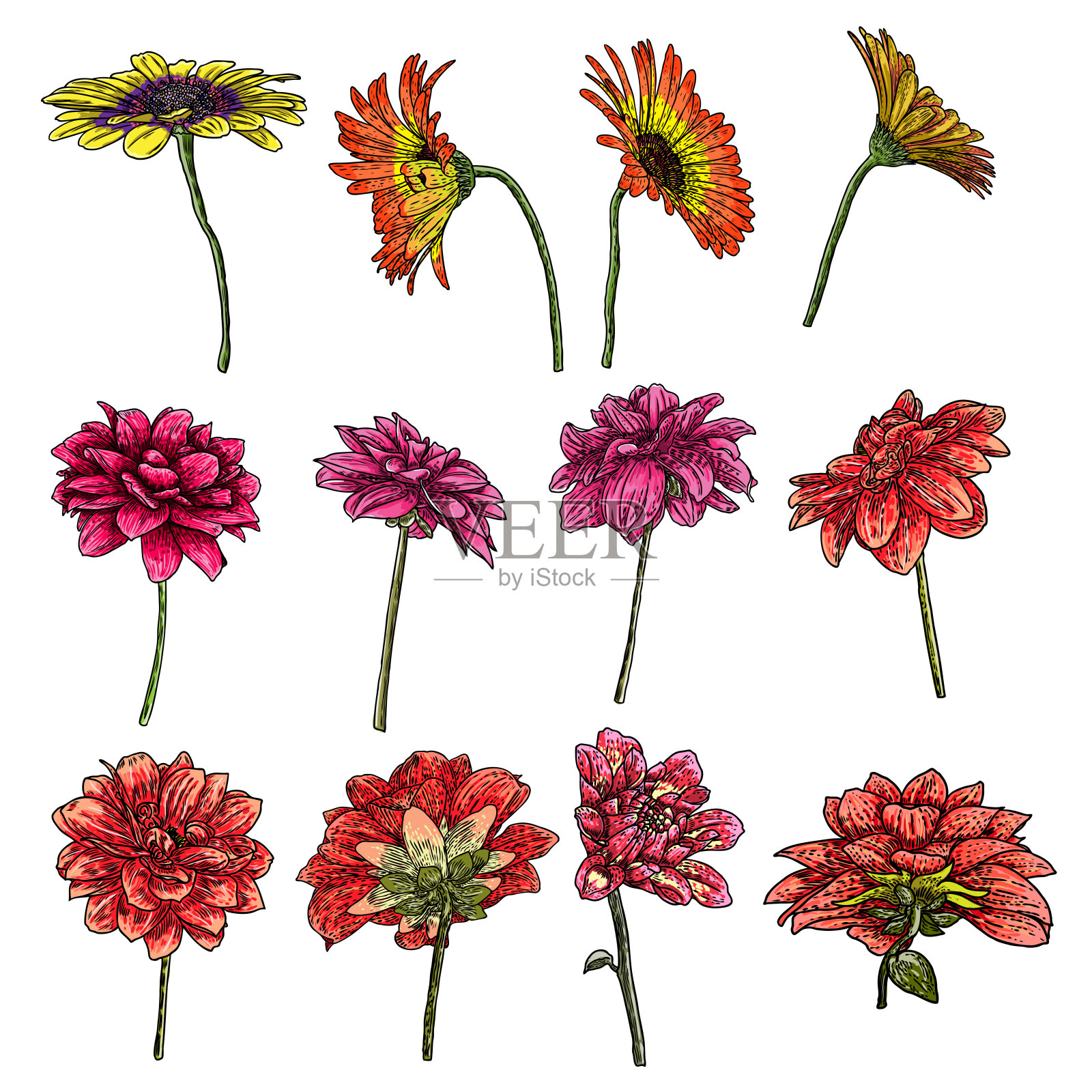 一套孤立的雏菊，大丽花，百日菊和非洲菊墨水手绘花卉插图在黑色和彩色平面轮廓上的白色背景。春季植物花卉载体。插画图片素材