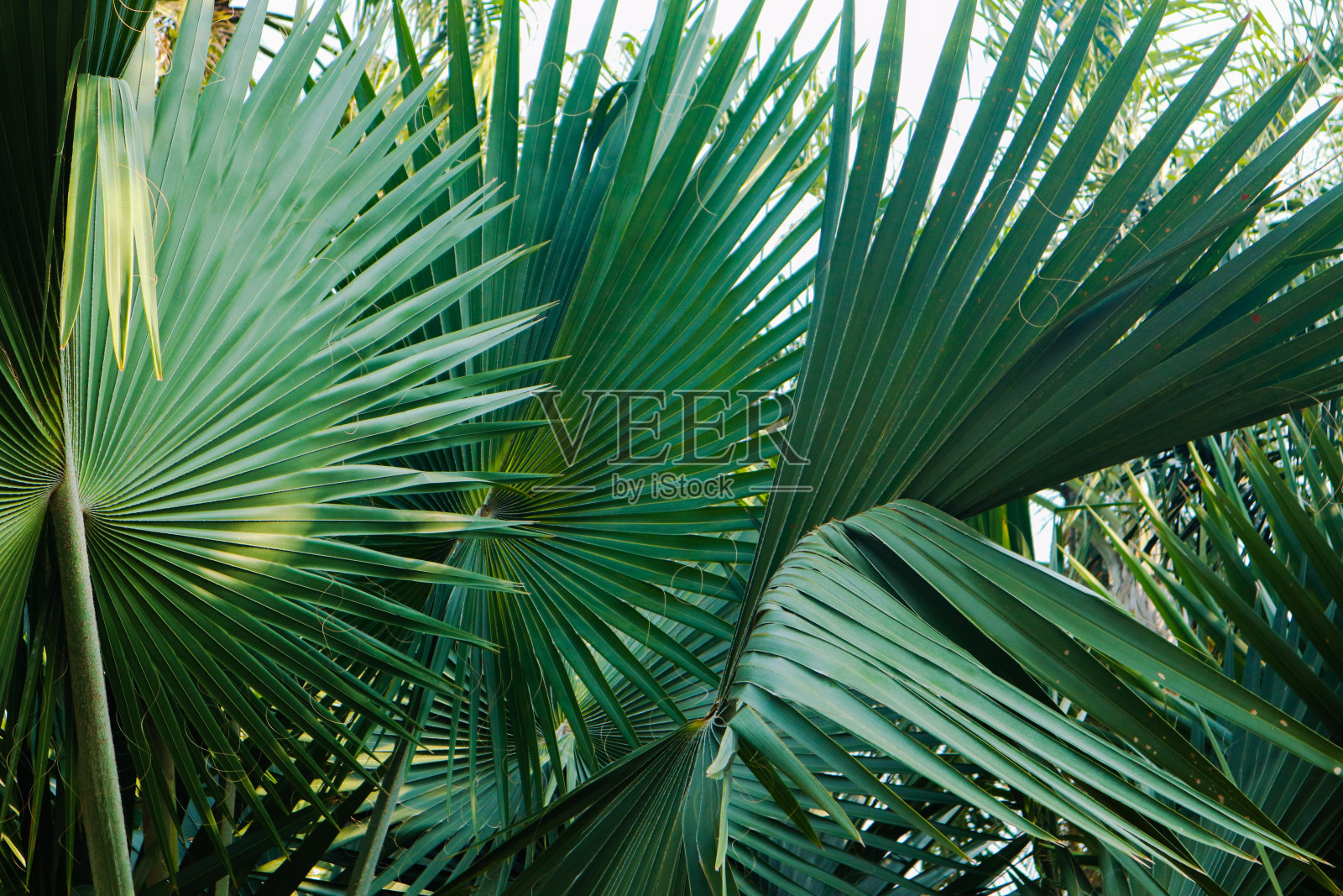 美丽的绿色树木植物森林和鲜花在公共公园和户外花园照片摄影图片