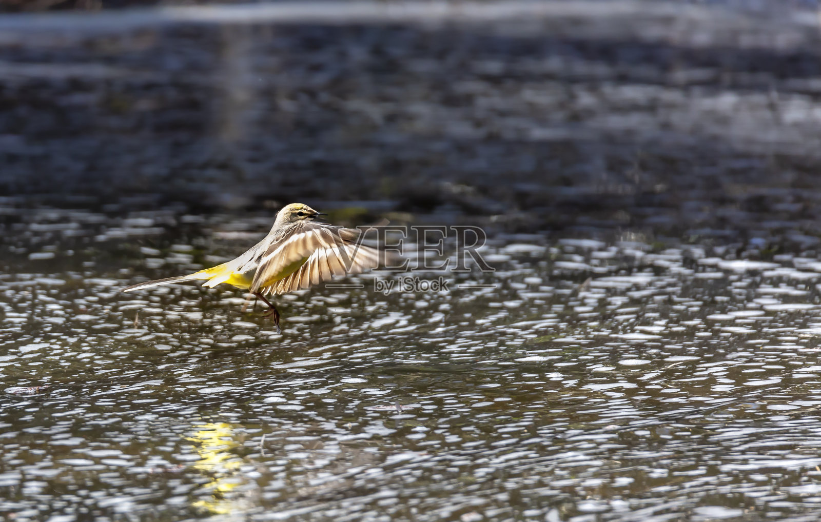 灰鹡鸰照片摄影图片