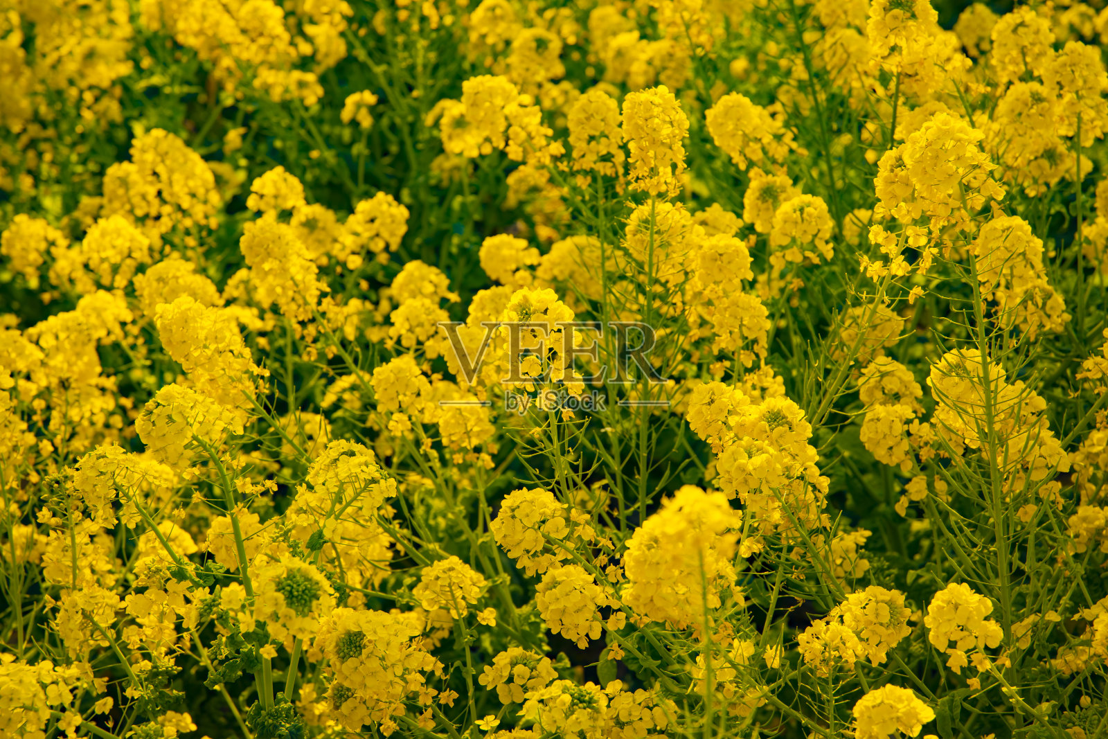 神奈川县首南东真山公园的菜花花园中景照片摄影图片
