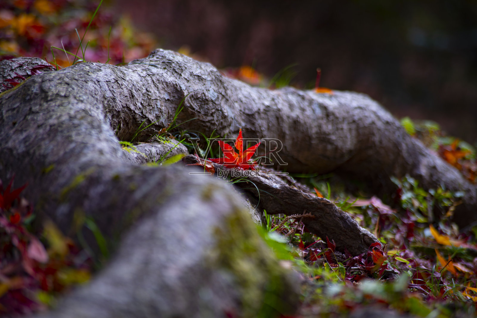 京都山那区的Bishamondou秋天的红叶照片摄影图片