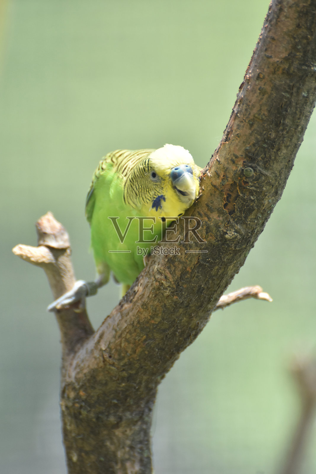 树枝上的绿虎皮鹦鹉照片摄影图片
