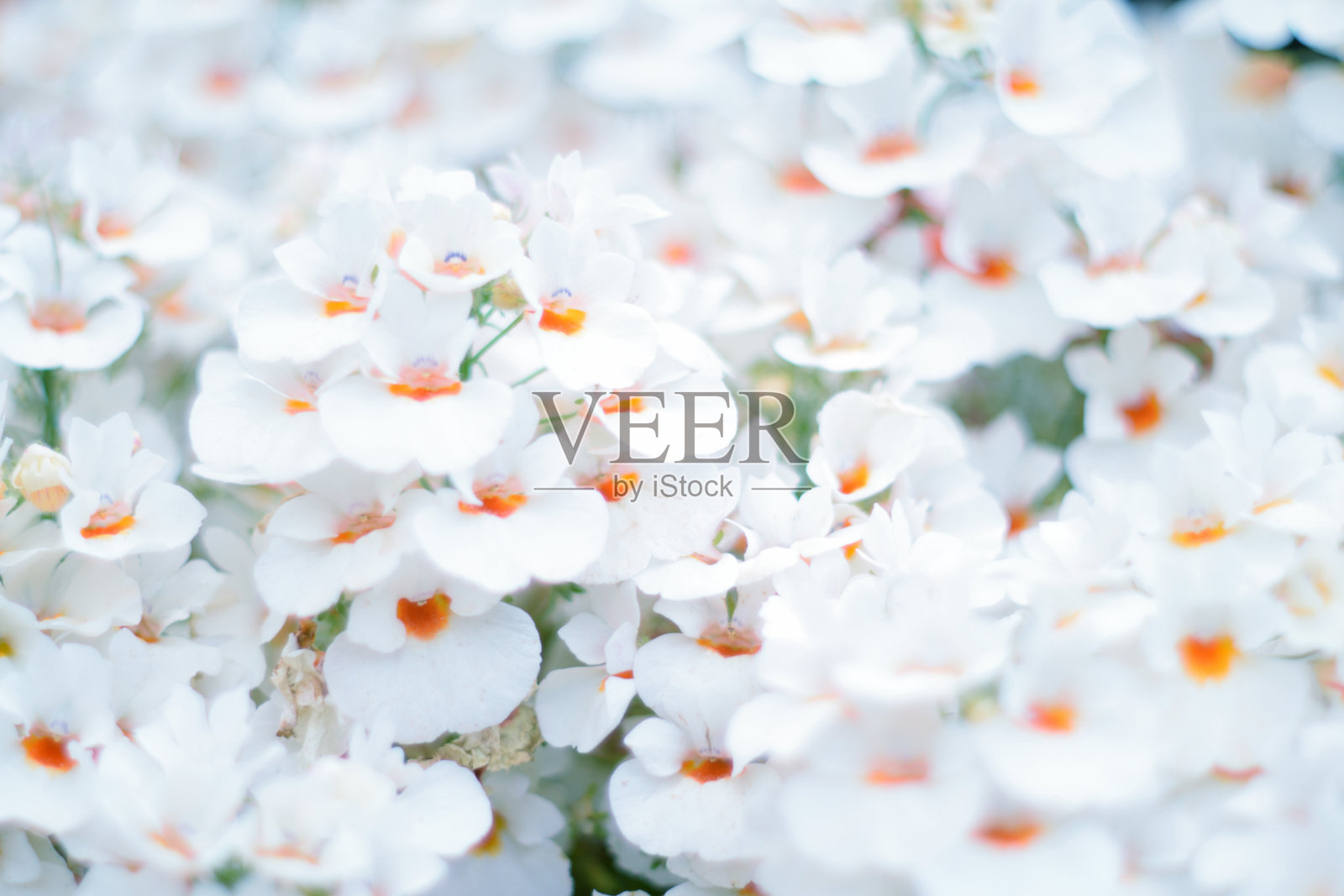 美丽的春花白花背景照片摄影图片