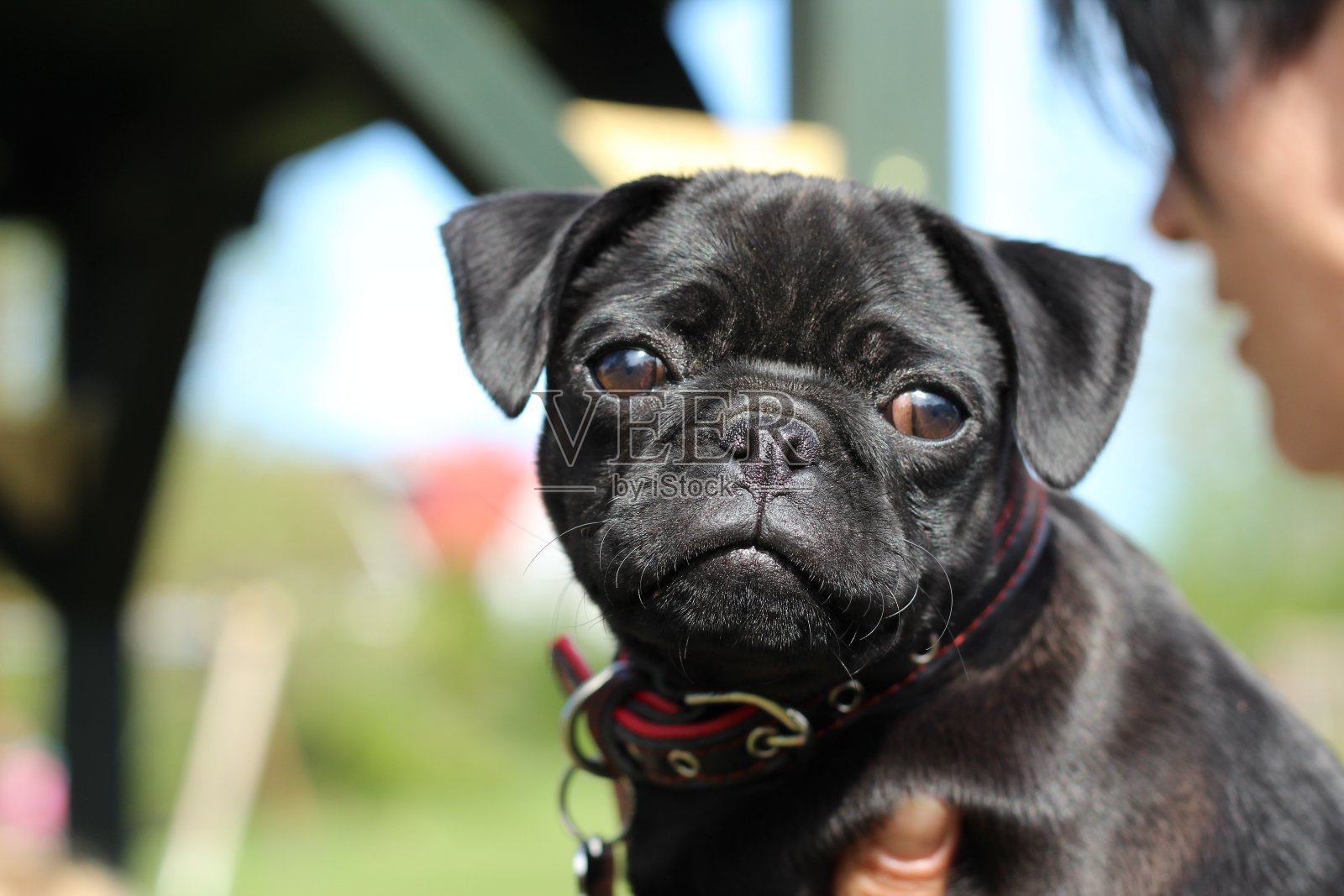 莫普韦尔佩狗照片摄影图片
