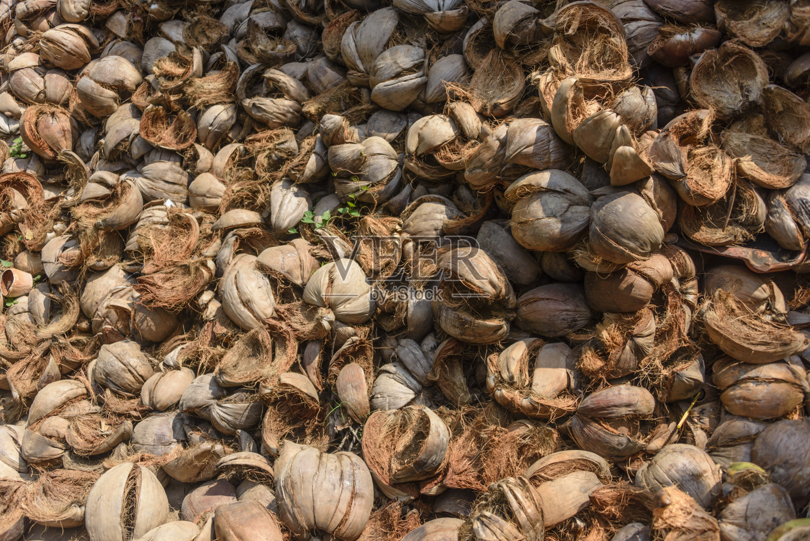 越南一个椰子农场的一大堆椰子壳照片摄影图片
