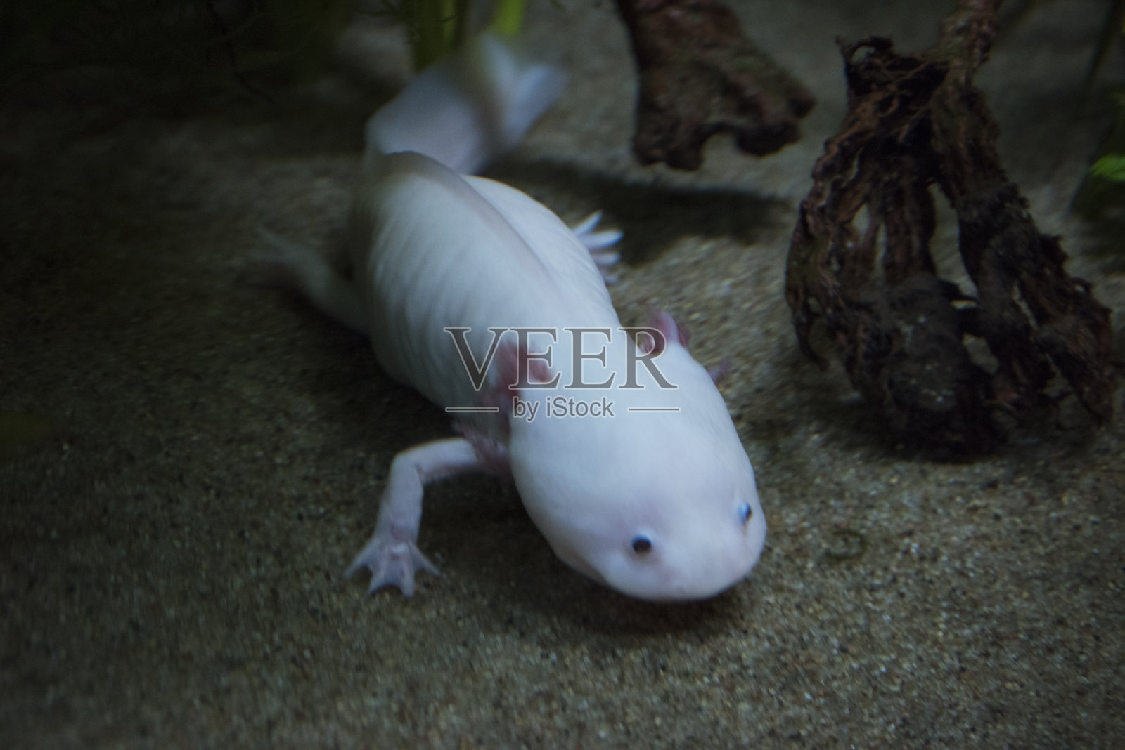 墨西哥鲇鱼照片摄影图片