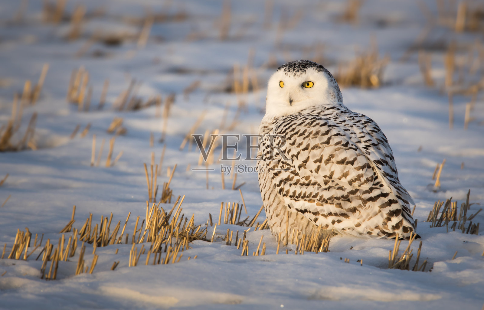 雪鸮照片摄影图片